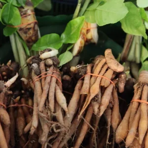 Finger Root Live Plant - Chinese Ginger Starter Plant 4-6 inches - Krachai Herb - Image 4