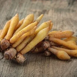 Finger Root Live Plant - Chinese Ginger Starter Plant 4-6 inches - Krachai Herb - Image 5