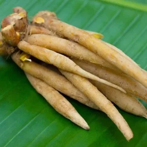 Finger Root Live Plant - Chinese Ginger Starter Plant 4-6 inches - Krachai Herb - Image 6