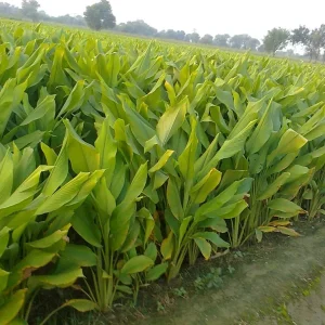 Finger Root Live Plant - Chinese Ginger Starter Plant 4-6 inches - Krachai Herb - Image 7