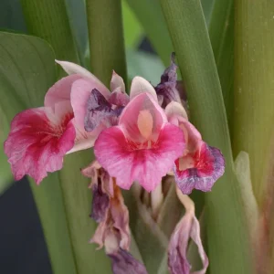 Finger Root Live Plant - Chinese Ginger Starter Plant 4-6 inches - Krachai Herb - Image 8