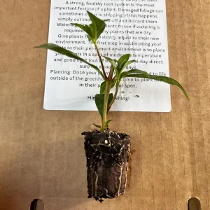 Firecracker Plant Live Plant - Cuphea Ignea David Verity - Red-Orange Blooms, Starter Plug - Image 2