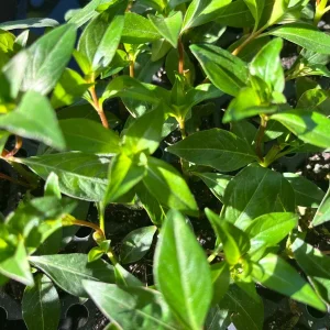 Firecracker Plant Live Plant - Cuphea Ignea David Verity - Red-Orange Blooms, Starter Plug - Image 4
