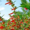 Firecracker Plant Live Plant - Cuphea Ignea David Verity - Red-Orange Blooms, Starter Plug - Image 1