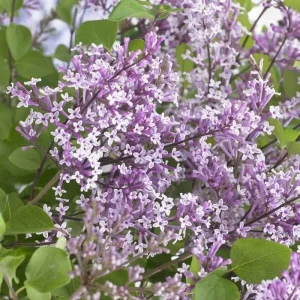Flowerfesta Purple Lilac Live Plant - Shrub, 7 Inch Starter, Fragrant - Image 1