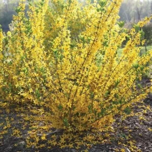 Forsythia 'Flying Machine' Live Plant - Golden Yellow Flowers - 7 Inch Starter - Image 1
