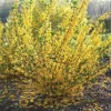 Forsythia 'Flying Machine' Live Starter Plant - 7 Inch Deciduous Shrub - Image 1