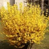 Forsythia Magical Gold Live Plant - Starter, Approx 4-7 Inch Tall, Yellow Blooms, Outdoor Shrub - Image 1