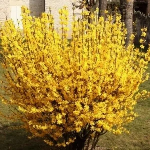 Forsythia Magical Gold Live Plant - Starter, Approx 4-7 Inch Tall, Yellow Blooms, Outdoor Shrub - Image 1