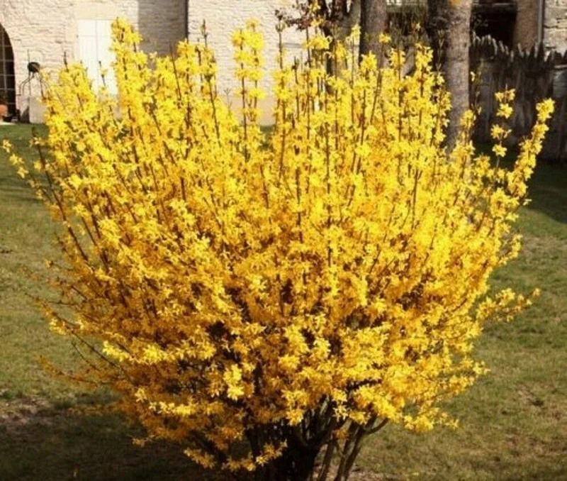 Forsythia Magical Gold Live Plant - Starter Shrub, 4-7 Inch, Deciduous - Forsythia (Forsythia spp.), Best Flowering Shrubs For colorful hedges