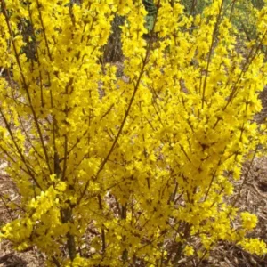 Forsythia 'Mini Gold' Starter Plant - Live Shrub, Approx 4-7 Inch, Yellow Blooms - Image 1