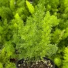Foxtail Fern Live Plant - Asparagus Meyeri in 4 Inch Pot | Indoor/Outdoor - Image 1
