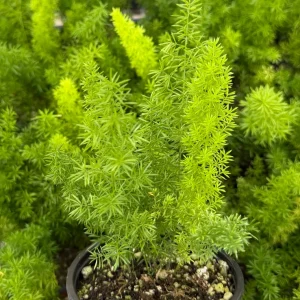 Foxtail Fern Live Plant - Asparagus Meyeri in 4 Inch Pot | Indoor/Outdoor - Image 2