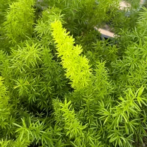 Foxtail Fern Live Plant - Asparagus Meyeri in 4 Inch Pot | Indoor/Outdoor - Image 3