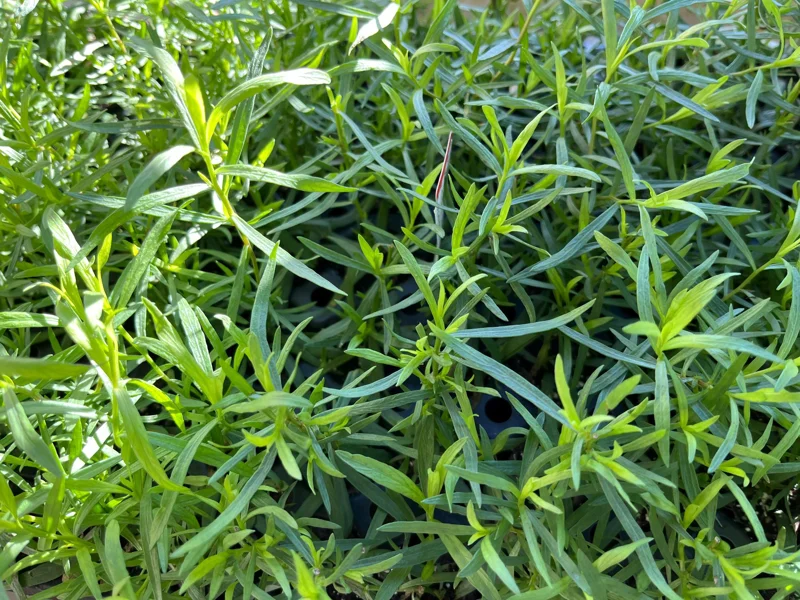 French Tarragon Live Plant - Culinary Herb for Kitchen Gardens, 1 inch Plug - Image 3