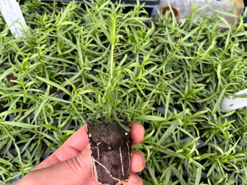 French Tarragon Live Plant - Culinary Herb for Kitchen Gardens, 1 inch Plug - Image 4