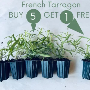 French Tarragon Live Plant - Culinary Herb for Kitchen Gardens, 1 inch Plug - Image 1