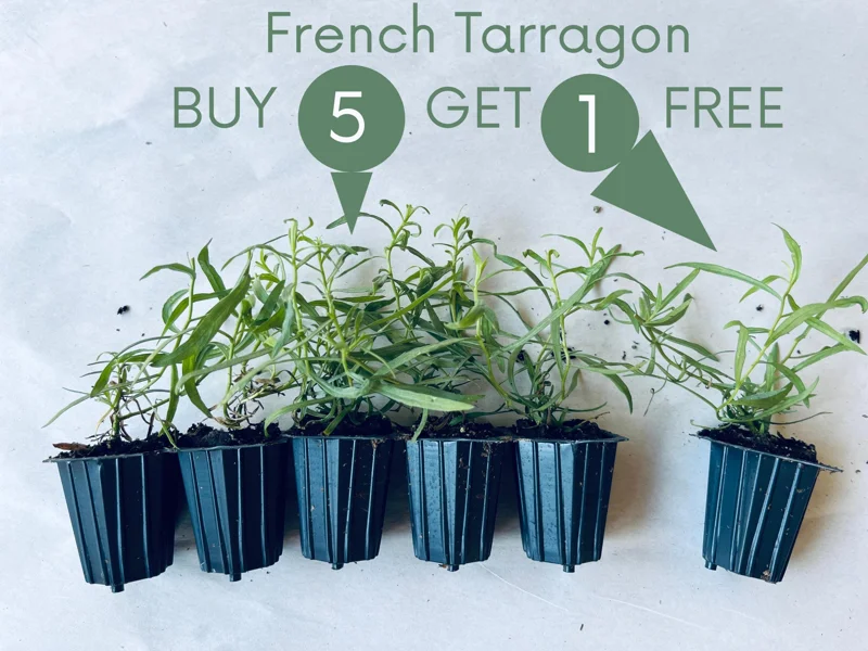 French Tarragon Live Plant - Culinary Herb for Kitchen Gardens, 1 inch Plug - Image 1