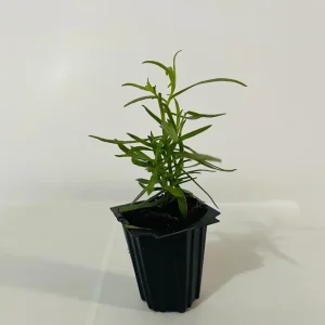 French Tarragon Live Plant - Culinary Herb for Kitchen Gardens, 1 inch Plug - Image 5