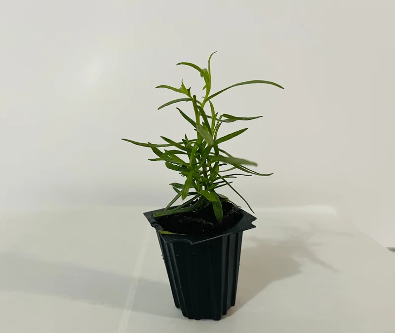 French Tarragon Live Plant - Culinary Herb for Kitchen Gardens, 1 inch Plug - Image 5