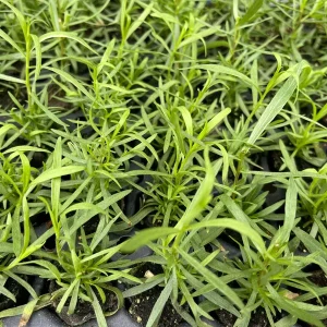 French Tarragon Live Plant - Culinary Herb for Kitchen Gardens, 1 inch Plug - Image 6