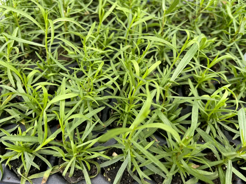 French Tarragon Live Plant - Culinary Herb for Kitchen Gardens, 1 inch Plug - Image 6