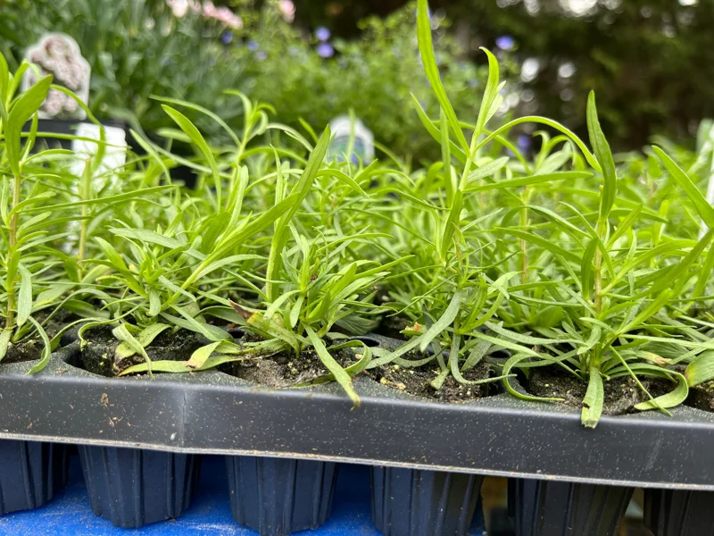 French Tarragon Live Plant - Culinary Herb for Kitchen Gardens, 1 inch Plug - Image 7