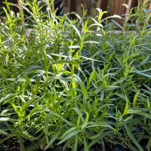 French Tarragon Live Plant - Culinary Herb for Kitchen Gardens, 1 inch Plug - Image 8