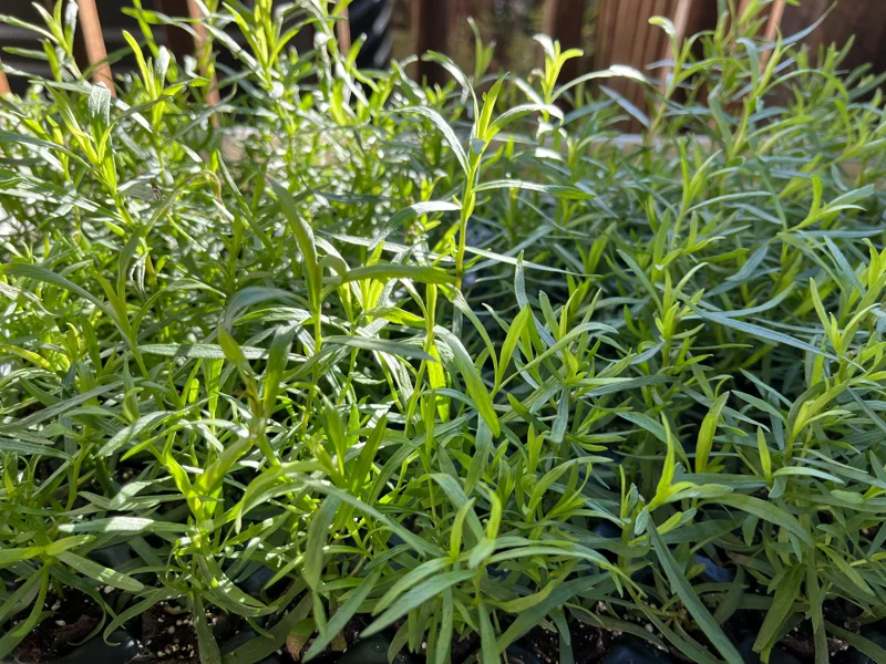 French Tarragon Live Plant - Culinary Herb for Kitchen Gardens, 1 inch Plug - Image 8