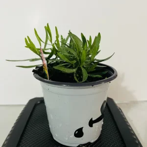 French Tarragon Live Plant - Culinary Herb Starter, 1