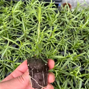 French Tarragon Live Plant - Culinary Herb Starter, 1