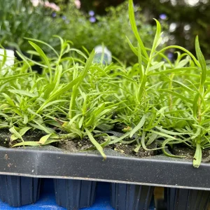 French Tarragon Live Plant - Culinary Herb Starter, 1