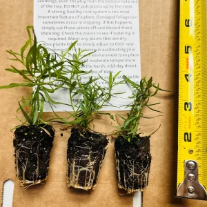 French Tarragon Live Plant - Culinary Herb Starter, 1