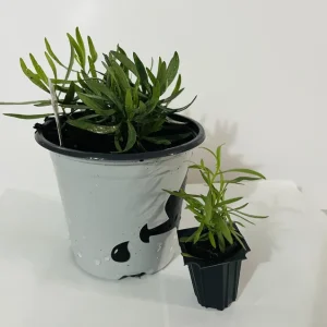 French Tarragon Live Plant - Culinary Herb Starter, 1