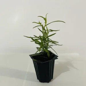 French Tarragon Live Plant - Culinary Herb Starter, 1