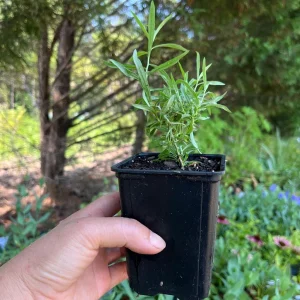 French Tarragon Live Plant - Culinary Herb Starter, 1