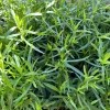 French Tarragon Live Plant - Culinary Herb Starter, 1" Plug, Indoor/Outdoor - Image 1