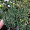 French Thyme Live Plant - Edible Herb in 4 inch Pot - Outdoor - Image 1