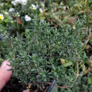 French Thyme Live Plant - Edible Herb in 4 inch Pot - Outdoor - Image 1