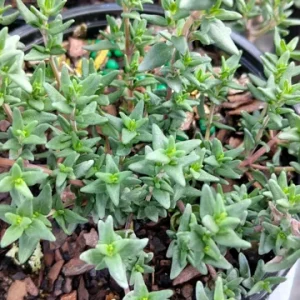 French Thyme Live Plant - Edible Herb in 4 inch Pot - Outdoor - Image 2