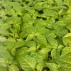 Fried Chicken Super Hot Pepper Live Plants - 3 Pack, 75+ Days Old, Established - Image 1
