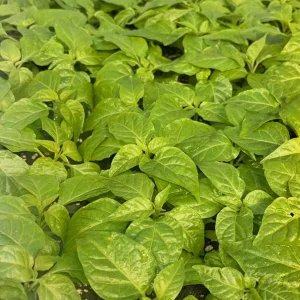 Fried Chicken Super Hot Pepper Live Plants - 3 Pack, 75+ Days Old, Established - Image 1