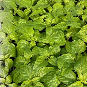 Fried Chicken Super Hot Pepper Live Plants - 3 Pack, 75+ Days Old, Established - Image 2