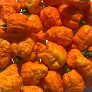 Fried Chicken Super Hot Pepper Live Plants - 3 Pack, 75+ Days Old, Established - Image 3