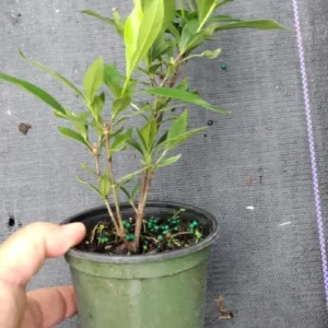 Frostproof Gardenia Live Plant - 4