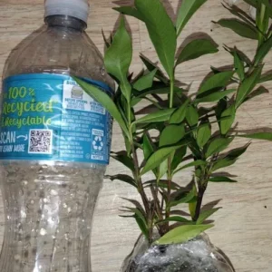Frostproof Gardenia Live Plant - 4