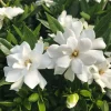 Frostproof Gardenia Live Plant - 4" Pot - Fragrant Blooms - Low Maintenance - Image 1