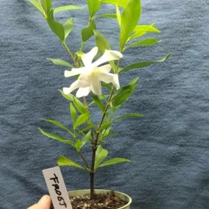 Frostproof Gardenia Live Plant - 4