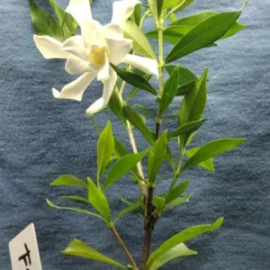 Frostproof Gardenia Live Plant - 4