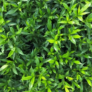 Frostproof Gardenia Live Plant - 4
